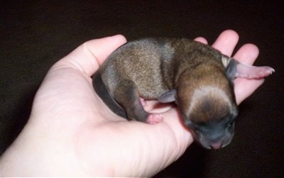 Newborn Chihuahua Puppy being held in a persons hand