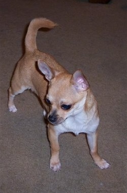 Oscar the Chihuahua standing on a carpet and looking down and to the left
