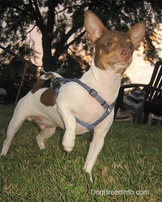 Scrappy the Chihuahua is standing outside in grass and pointing with one paw up