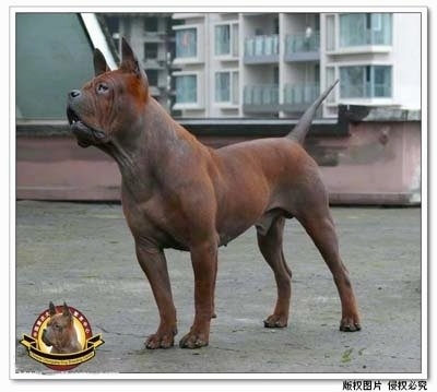 dogs breeding