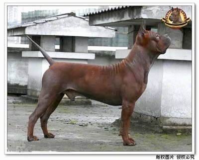Chinese Chongqing Dog Information and Pictures, Chinese