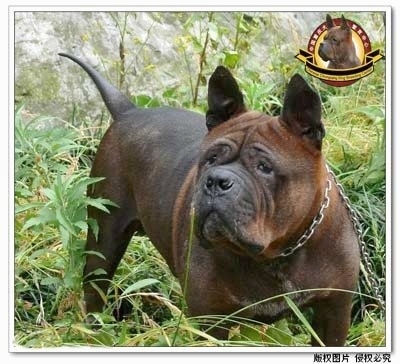 A Chongqing Dog is standing in a field with large grass surrounding it. There is a large rock behind it. The Logo for the Chongqing Dog Breeding Center is overlayed on the photo