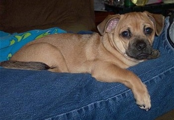 Cletus the tan and black Chug is laying in between the legs of his owner.