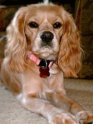 Close Up - Pebbles the tan Cockalier is wearing a pink collar with a red dog tag laying on a floor and there is a couch behind her