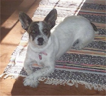 Jackie the CoJack is laying on a woven  throw rug and looking up at the camera holder