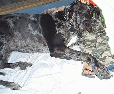 Finnegan the Daniff is laying on a mattress on top of the legs of a child. There is a dog laying behind it