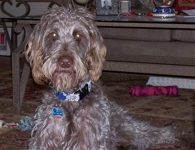 Close Up - Dax the Doodleman Pinscher is laying in front of a coffee table with dog toys all around him