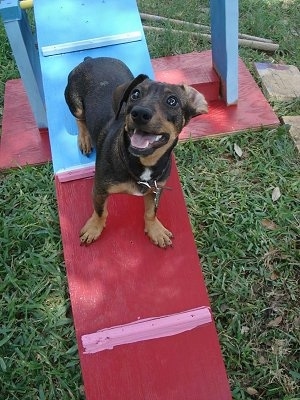 Rowdy Rooney the Doxie-Pin is standing on a dog agility ramp and looking up at the camera holder