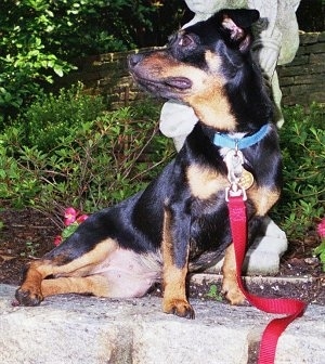 Zoe the Doxie-Pin is sitting in front of a stone statue outside in a yard