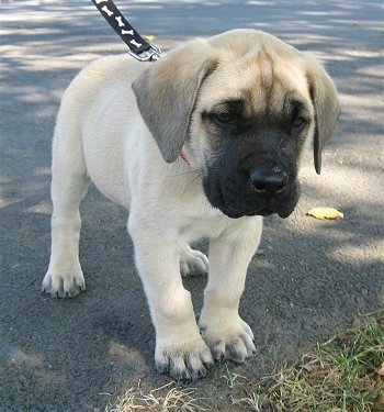 English Mastiff  on The English Mastiff And Her Litter Of 11 Adorable Mastiff Puppies