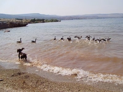 Bently the English Springer Spaniel is chasing a line of Geese in to a body of water