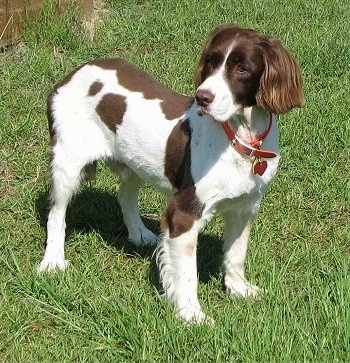 Dogs Hair Cuts on This Is Sonny Our English Springer Spaniel At 13 5 Years Old He Looks