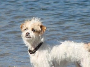 Shih+tzu+mixed+with+terrier