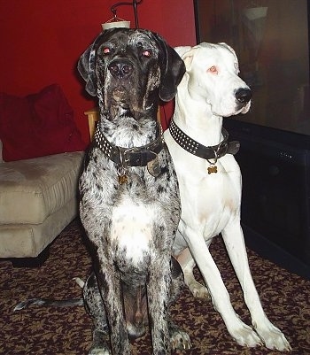 A black with grey and white English Mastiff/Great Dane is sitting next to a white Harlequin Great Dane next to a large screen flat TV and in front of an tan ottoman