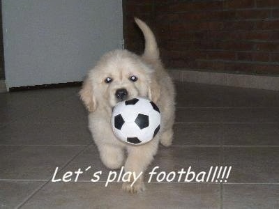 "This is Tessa, my Golden Retriever puppy from Argentina.