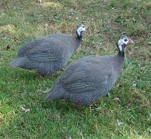 guinea fowl photos