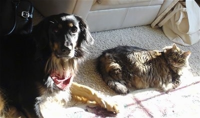 A black and tan with white Hovawart wearing a red bandana is laying on a tan carpet next to a long-haired tiger cat.