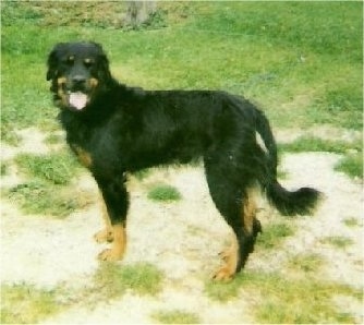 A panting black with tan Hovawart is standing in dirt and patchy grass.