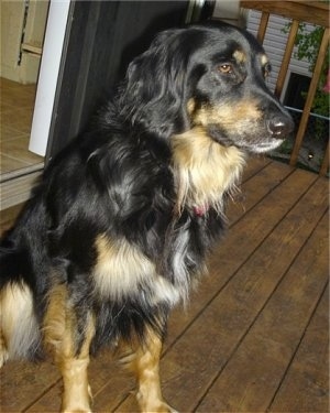 Side view - A black with tan and white Hovawart is sitting on a wooden porch