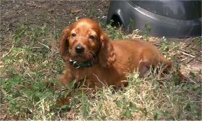 A small red Irish Setter puppy is laying in grass with a silver plastic bowl behind it