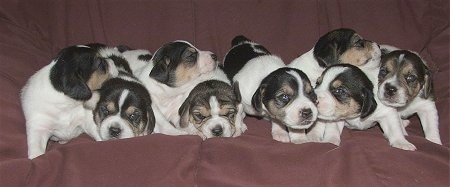 A litter of Jack-A-Bee puppies are all lined up laying on a brown couch