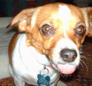 Close Up head shot - A white and tan Jack Chi is sitting in front of a dog bed and looking forward. Its making a funny face with its tongue out a little