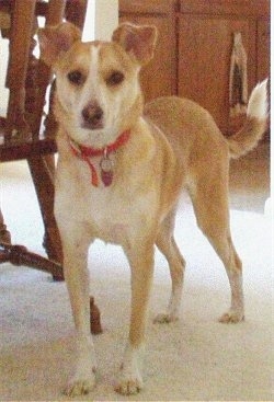 A medium-sized, tan with white Jack Chi dog is standing in a dining room on a tan rug next to a wooden table and in front of a wooden cabinet.