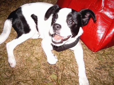 A happy looking white with black JaFox is laying in grass in front of a shiny red purse.