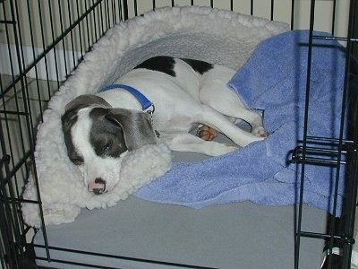 A white with grey and black Jackabee dog is sleeping on a dog bed inside of a dog crate