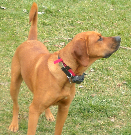 Cody, the Labrador Retriever / Bloodhound Hybrid at 1 year old.