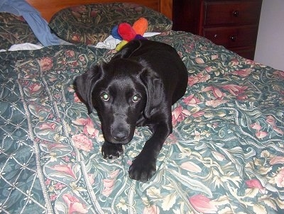 chocolate lab golden retriever mix puppies. chocolate labrador cross