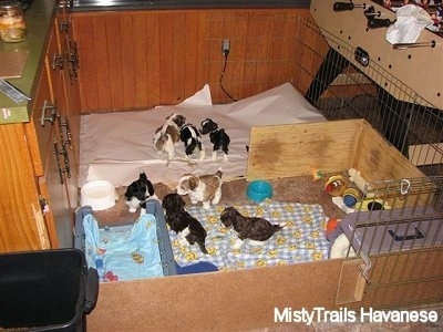 Seven small puppies in a whelping area. Two Havanese Puppies are laying on the dog bed part of the whelping box. There are Three puppies on a papered pee area and there are two more Havanese puppies sitting in front of the dog bed