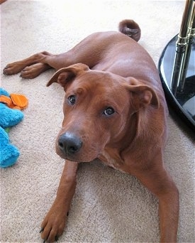 A tan with white Labrador/Shar-Pei mix puppy is laying on a tan carpet and there is a coffee table behind it and a teal blue and orange plush toy next to it. It is looking up. It has a ring tail.