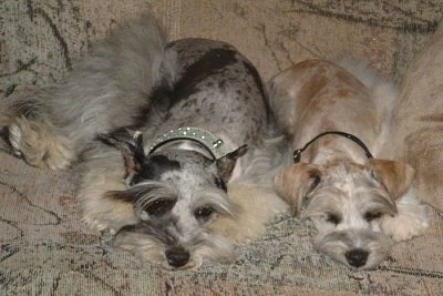 Miss Baby Blue, with her little brother Biscuit, both Merle Mini Schnauzzies