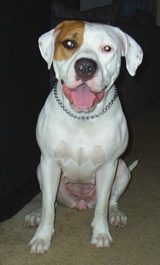 Dogo+argentino+mix