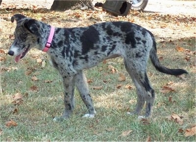 boxer aussie mix