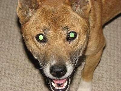 Close up head shot from above looking down at the dog - A happy looking, brown with black and white New Guinea Singing Dog is standing on a carpet and looking up. Its mouth is open.