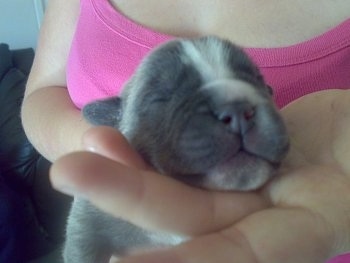 A newborn tan with white and black Old Anglican Bulldogge puppy is being held in the hand of a person with its head in their other hand.