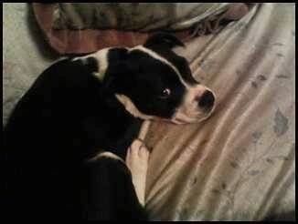 View from the top looking down at the dog - The back of a black with white Old Anglican Bulldogge laying on a human's bed looking up