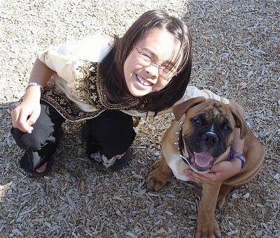 A tan with white Olde Victorian Bulldogge puppy is wearing a spike collar sitting on wood chips and it is looking up. Its mouth is open and it looks like it is smiling. Next to the pup is a little girl who is kneeling and smiling with her arm wrapped around the dog.