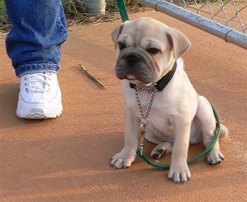 A little tan puppy with a square shaped head a black snout and dark squinty eyes sitting down outside next to a person