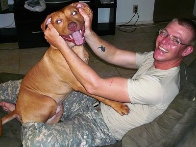 The right side of a brown Pit Bull Terrier that is sitting across the lap of a man in front of it. The man is pulling the skin on the face of the Pit Bull back.