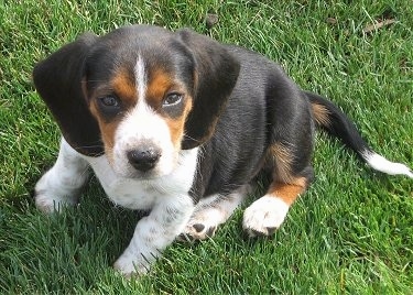 View from the top looking downn at the dog - A tricolor black and tan with white Pocket Beagle puppy is sitting in grass looking up.