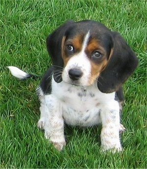 Front view - A drop-eared, tricolor black and tan with white Pocket Beagle puppy is sitting in grass looking to the left. Its head is slightly turned to the left.