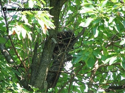 Close Up - A Porcupine is sitting in a tree surrounded by branches