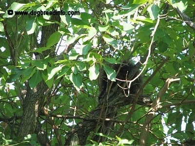 Close Up - A Porcupine is sitting in a tree surrounded by leaves