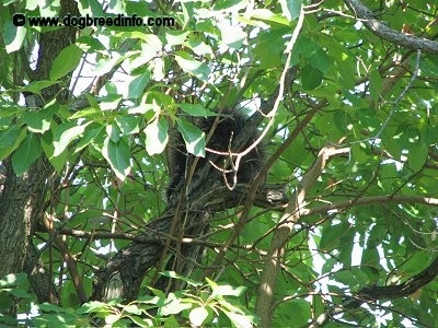 A Porcupine surrounded by leaves in a tree