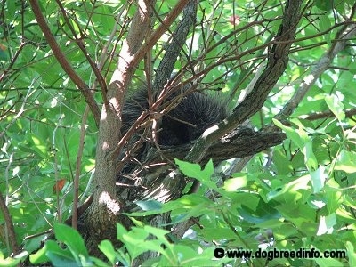 The left side of a Porcupine that is sitting in a tree with a bunch of leaves around him