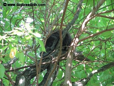 A Porcupine sitting in a tree