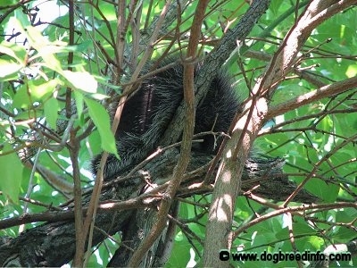 Close Up - A Porcupine sitting in a tree